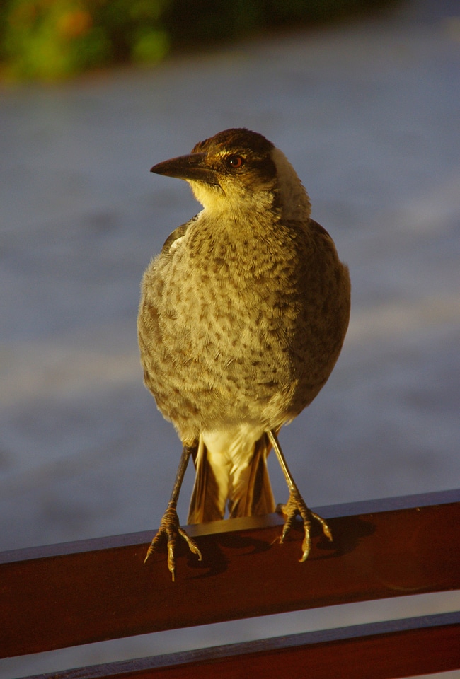 Immature wild australia