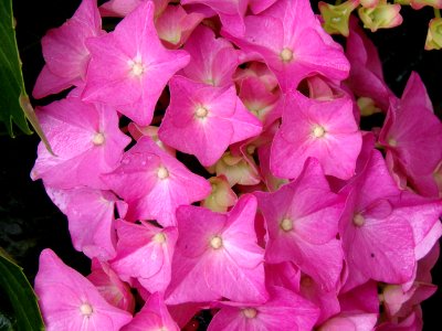 Flower, Plant, Pink, Flora