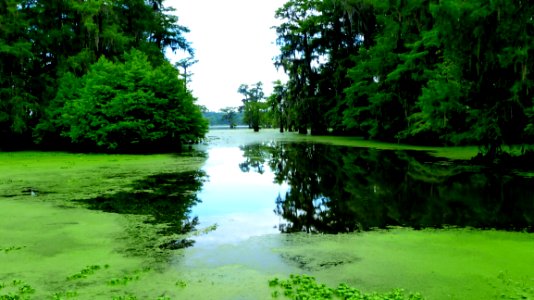 Water, Reflection, Nature, Green