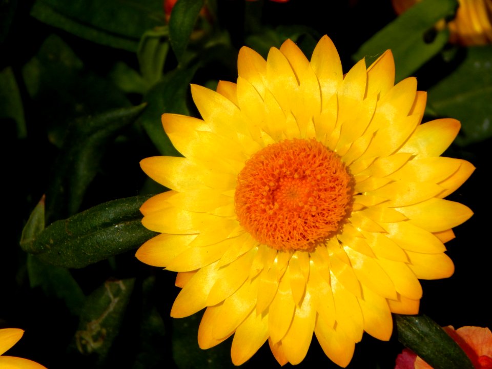 Flower, Yellow, Flora, Close Up