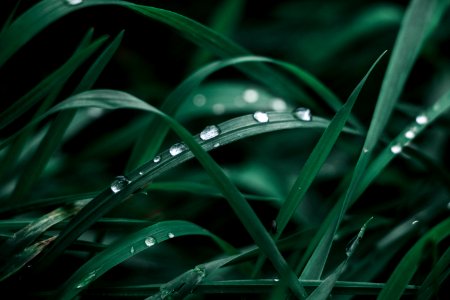 Green, Water, Dew, Close Up photo