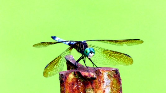 Insect, Dragonfly, Dragonflies And Damseflies, Invertebrate photo