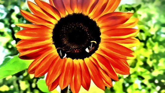 Flower, Nectar, Sunflower, Pollen