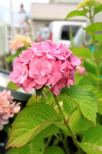 Flower, Plant, Pink, Flowering Plant