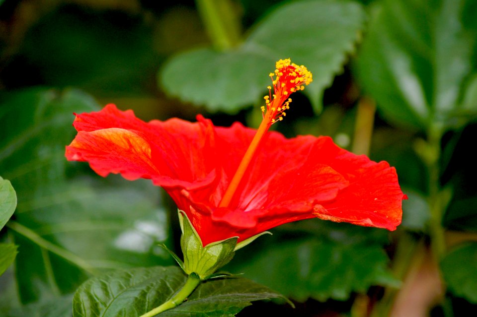 Flower, Hibiscus, Plant, Flowering Plant