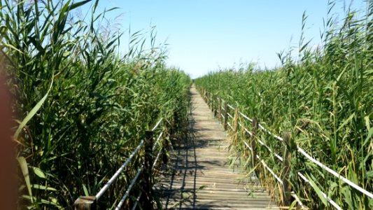 Crop, Plant, Agriculture, Grass Family photo