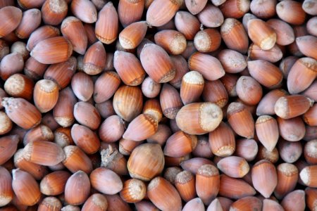 Nuts amp Seeds, Cockle, Hazelnut, Nut photo