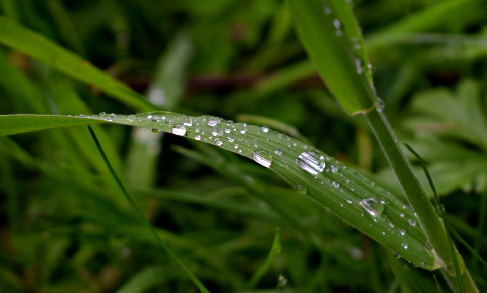 Water, Dew, Moisture, Drop