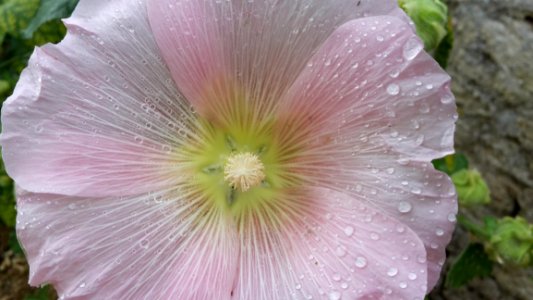 Flower, Pink, Plant, Flora