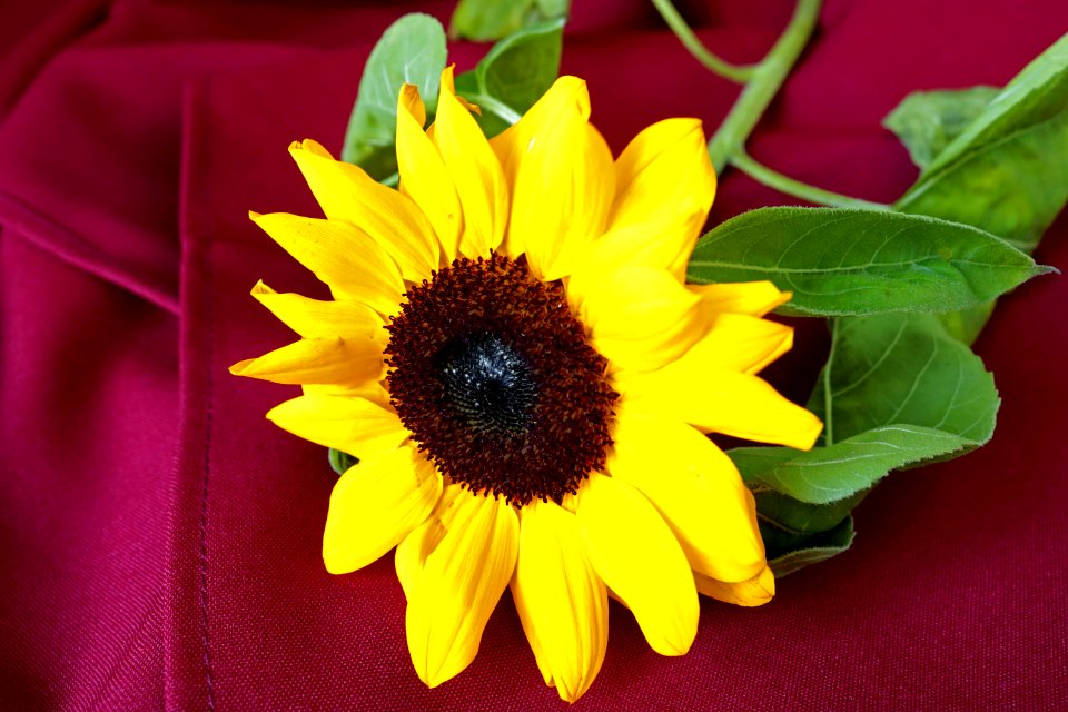 Flower, Sunflower, Yellow, Sunflower Seed