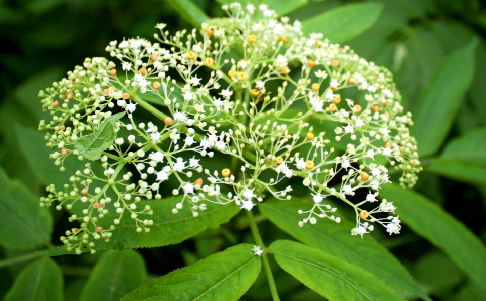 Plant, Nannyberry, Cow Parsley, Apiales