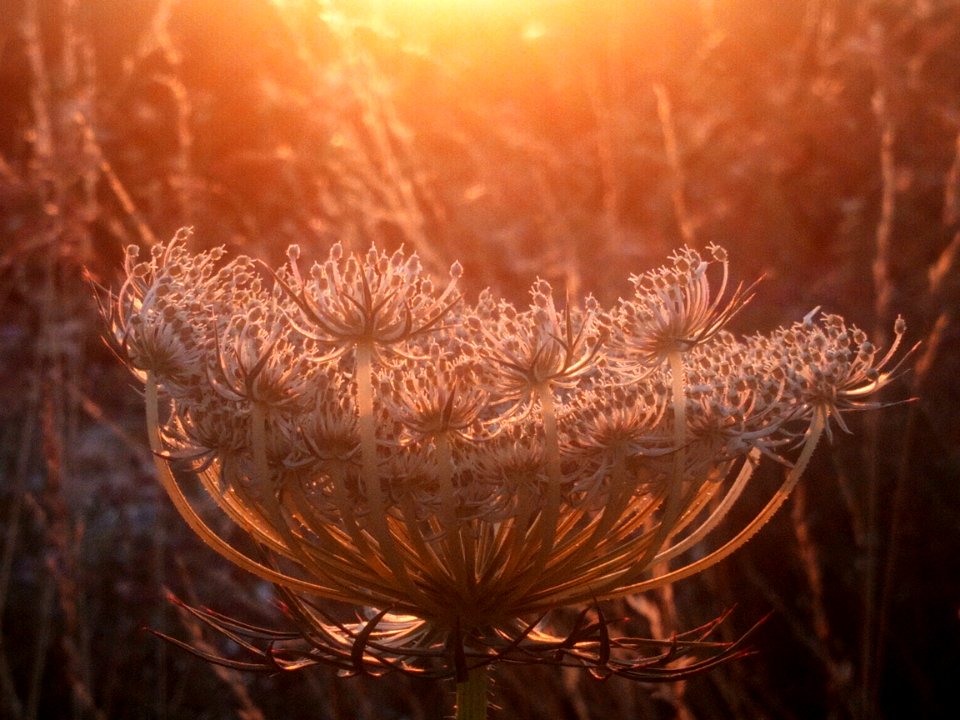 Light, Close Up, Morning, Macro Photography photo