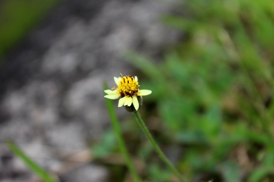 Flower, Flora, Wildflower, Plant