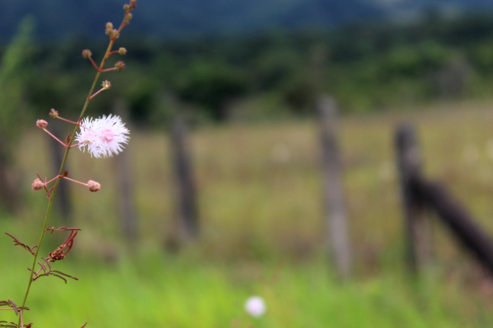 Ecosystem, Sky, Flower, Flora