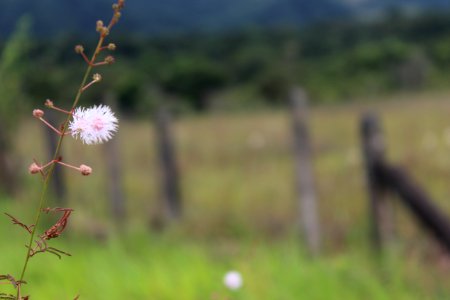 Ecosystem, Sky, Flower, Flora