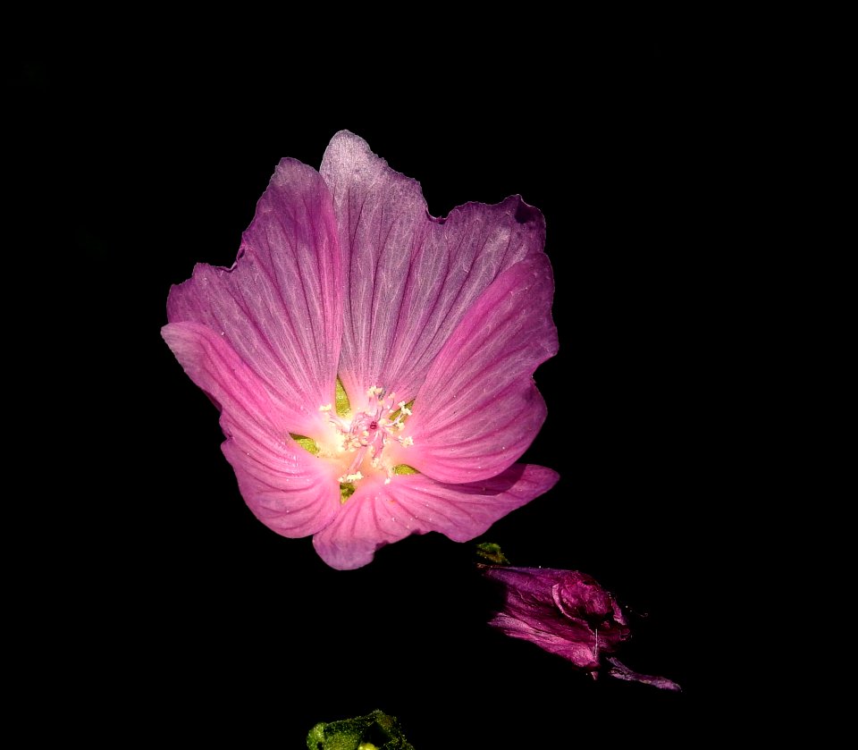 Flower, Pink, Flora, Wildflower