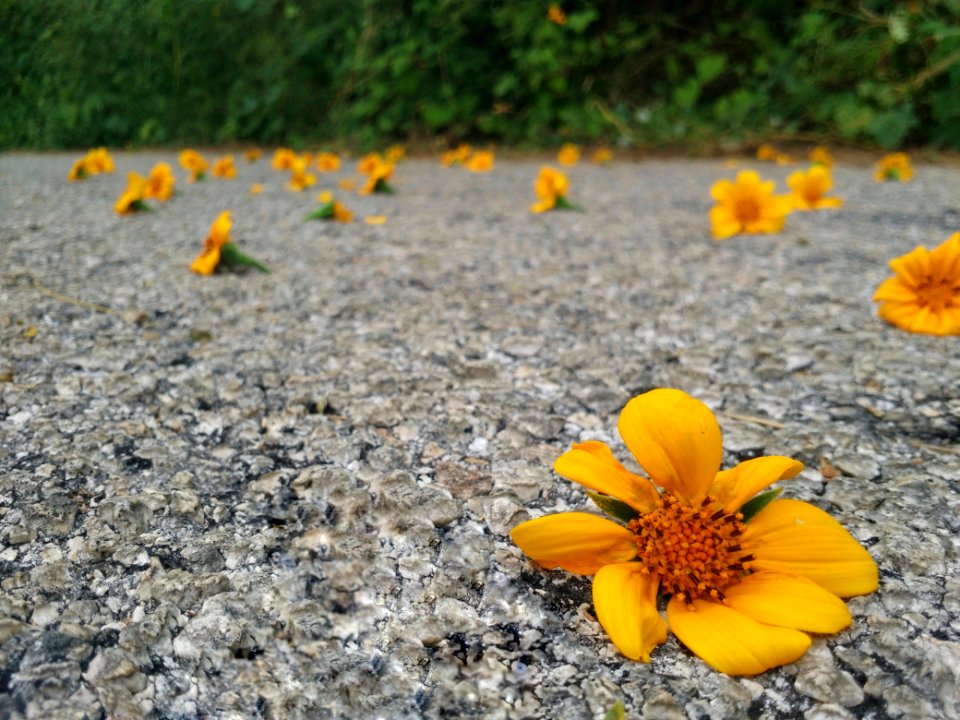 Flower, Yellow, Flora, Plant