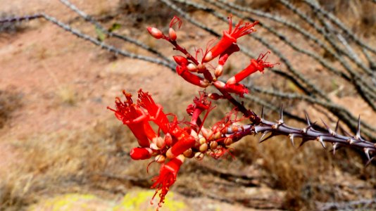 Flora, Plant, Vegetation, Branch