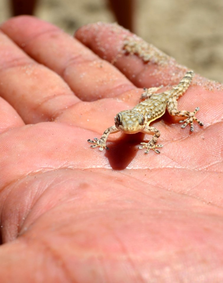 Reptile, Lizard, Fauna, Scaled Reptile