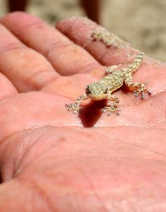 Reptile, Lizard, Fauna, Scaled Reptile