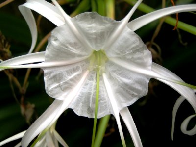 Flower, Plant, Hymenocallis Littoralis, White photo
