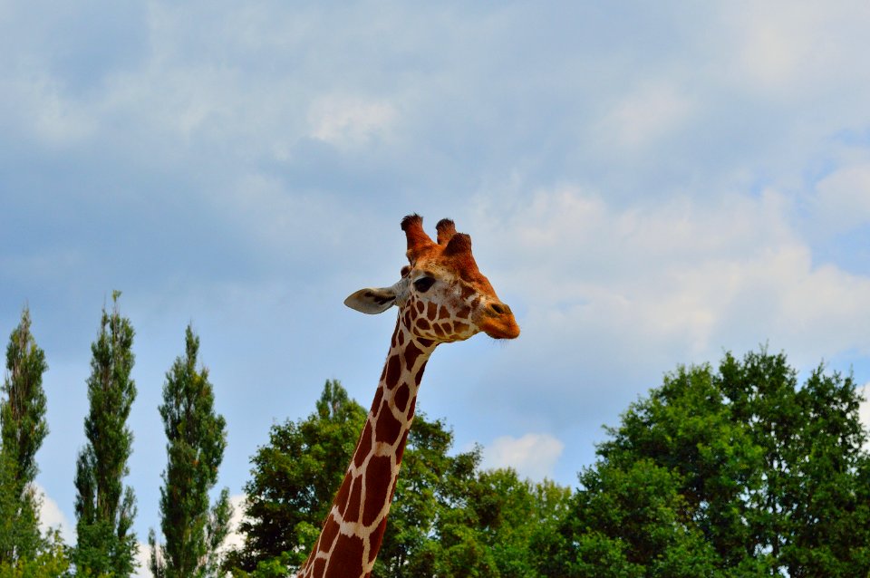Giraffe, Giraffidae, Wildlife, Mammal