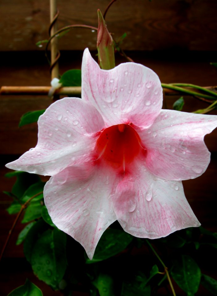 Flower, Pink, Plant, Flora