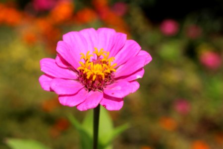 Flower, Pink, Flora, Garden Cosmos photo