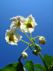 Flower, Flora, Wildflower, Plant
