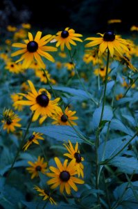 Flower, Yellow, Plant, Sunflower