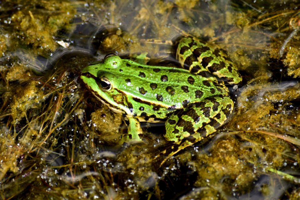 Ranidae, Amphibian, Frog, Fauna