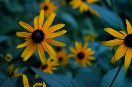 Flower, Yellow, Flora, Wildflower photo