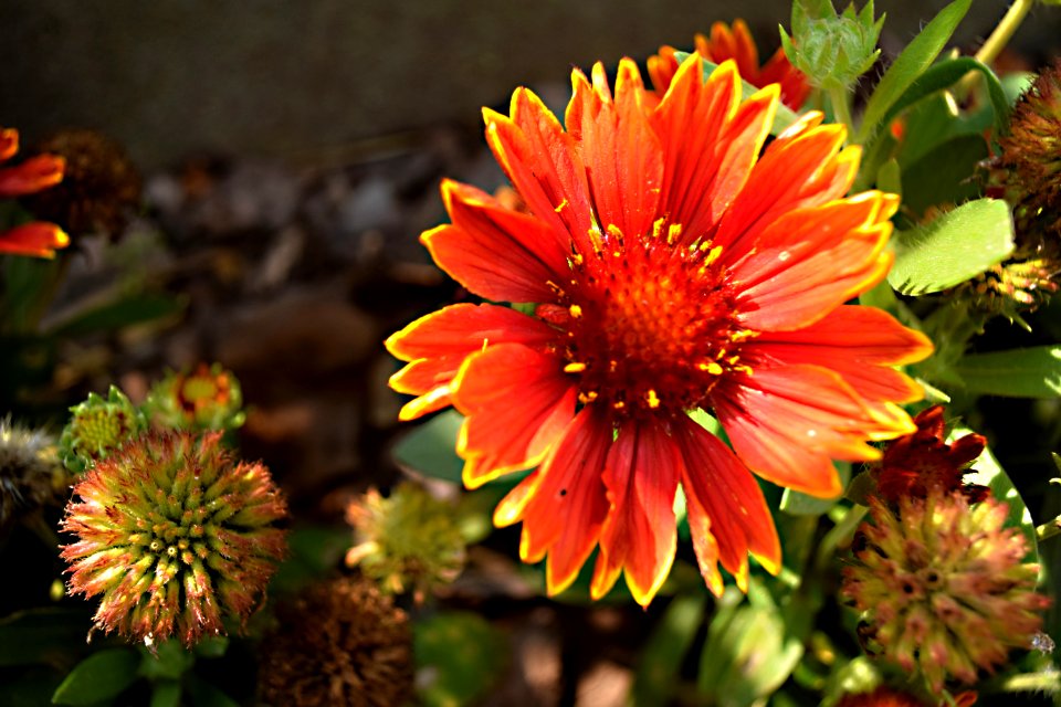 Flower, Blanket Flowers, Flora, Plant