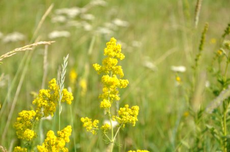 Mustard, Flora, Mustard Plant, Rapeseed