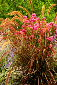 Plant, Flora, Grass, Vegetation