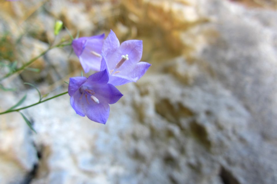 Flower, Flora, Plant, Violet