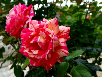 Flower, Rose, Plant, Rose Family