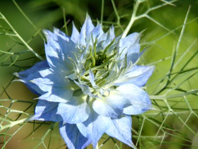 Flower, Plant, Flora, Wildflower