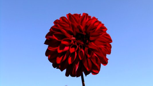 Flower, Red, Sky, Flowering Plant photo