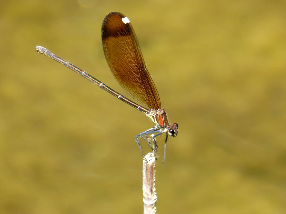 Damselfly, Insect, Dragonfly, Invertebrate photo