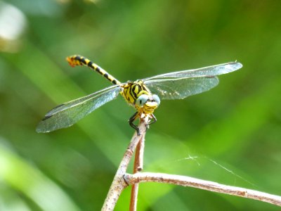 Dragonfly, Insect, Dragonflies And Damseflies, Damselfly