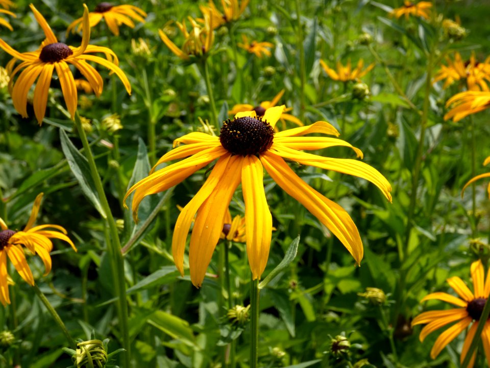 Flower, Plant, Yellow, Flora