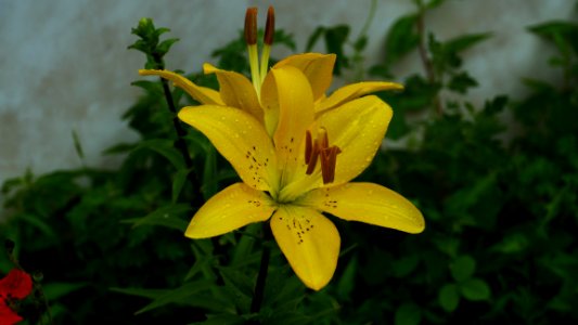 Flower, Plant, Yellow, Lily photo
