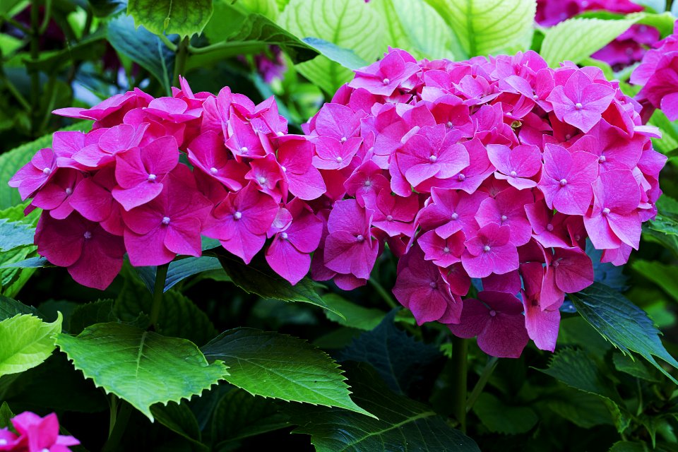 Flower, Plant, Hydrangea, Flowering Plant