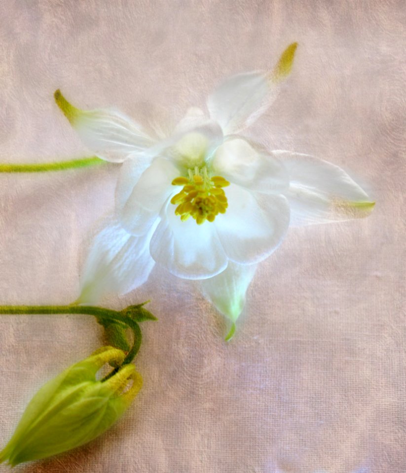 Flower, White, Yellow, Flora