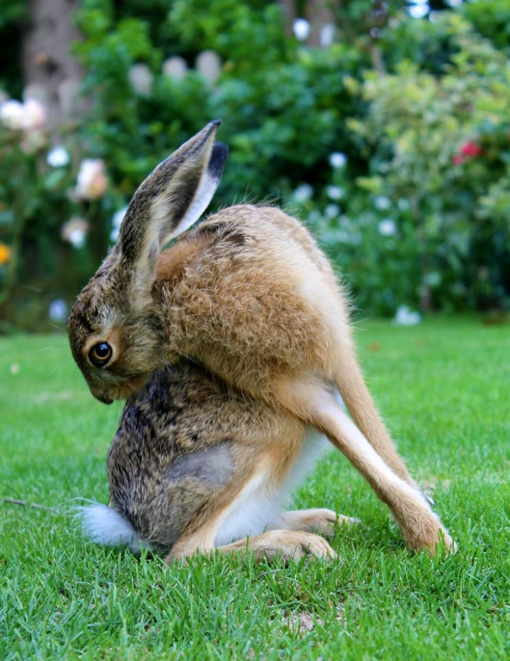 Mammal, Fauna, Wildlife, Grass