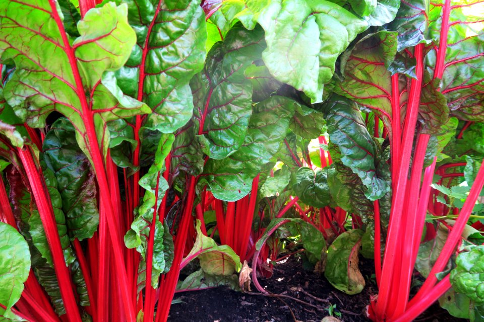 Chard, Vegetable, Leaf Vegetable, Rhubarb