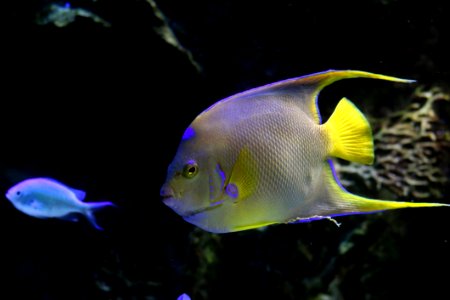 Marine Biology, Fish, Ecosystem, Coral Reef Fish photo