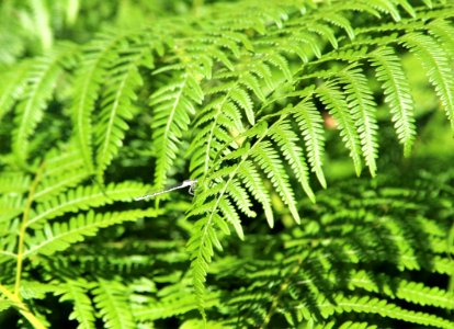 Ferns And Horsetails, Plant, Fern, Vegetation photo