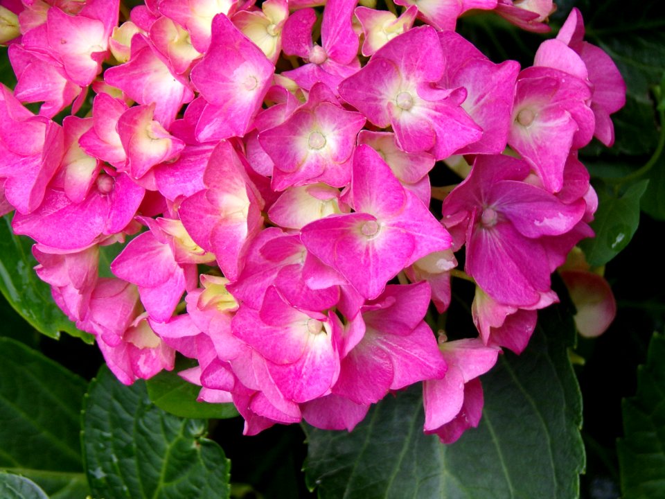 Flower, Plant, Pink, Hydrangea photo